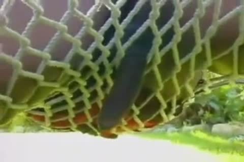 black TS receives group sexed Hard